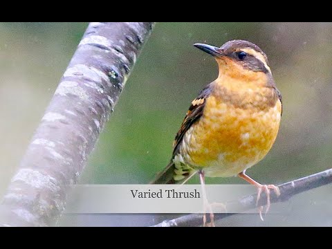 VARIED THRUSH " TAPPING " 2021 #0131