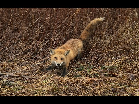 Trapping Fox and Coyotes in PA Season 5 Ep. 10