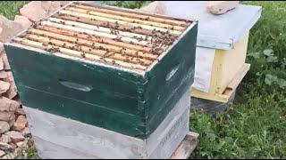موجة تطريد النحل قادمة بقوة في الخلايا بعاسلات