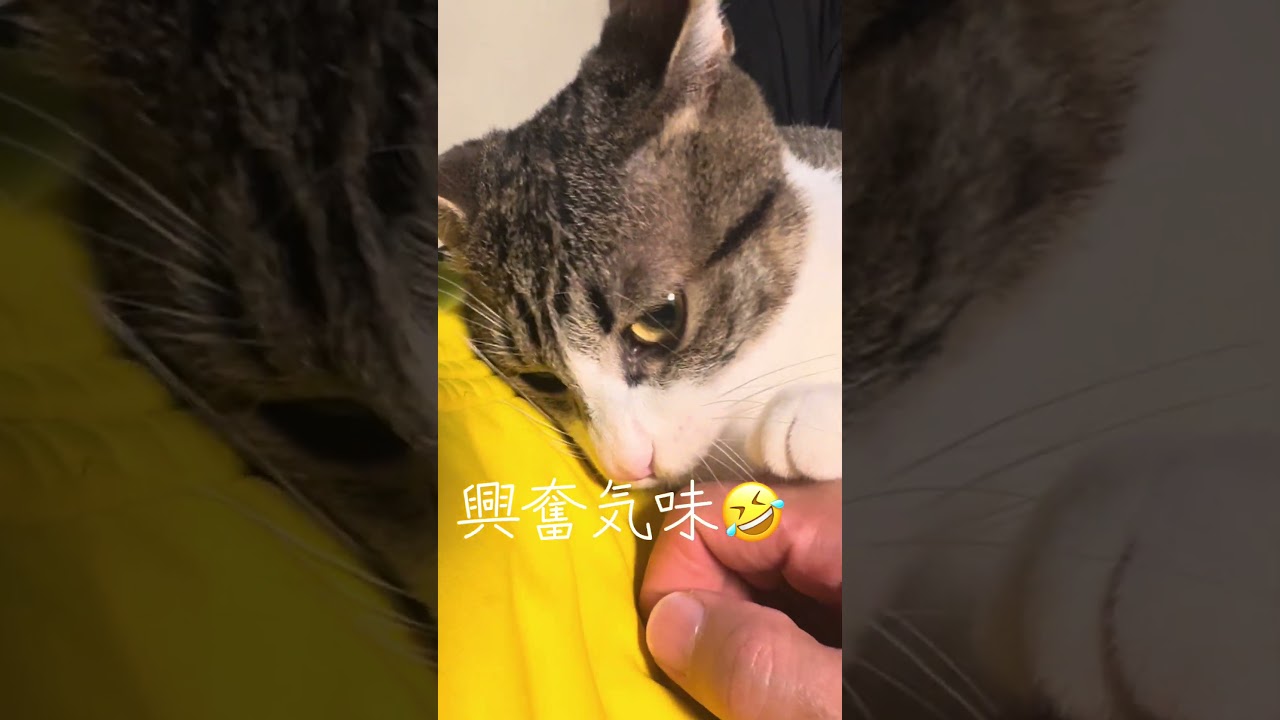 男の子が興奮して、めっちゃ噛んできます🤣生後10ヶ月 #保護猫 #里親 #猫のいる暮らし  #今日のにゃんこ