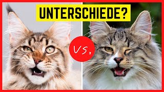MAINE COON ODER NORWEGISCHE WALDKATZE? Unterschiede & Ähnlichkeiten