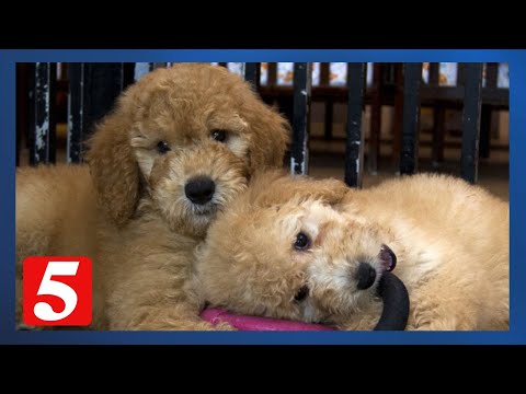 Is Pet Insurance Worth It? Consumer Reports Experts Find Out