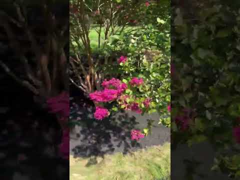 Salazar A Landscaper project video