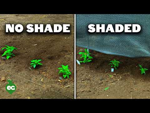 I Tried Growing a Giant Pumpkin Using a Chicken