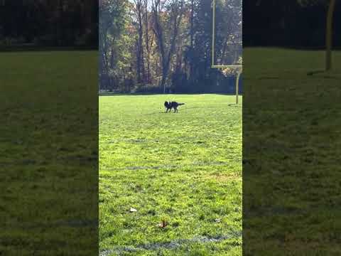 KV Dog Training LLC video.