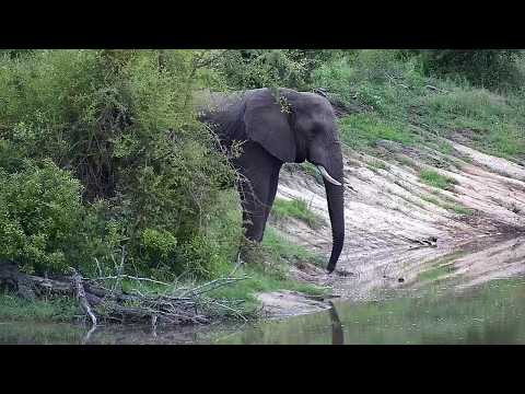 Djuma: Sights and sounds including Elephant, Baboons and Hippo - 18:20 - 01/14/2020