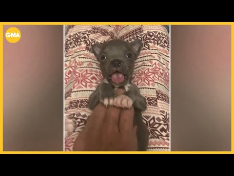 Tiny puppy saved by adoptive doggie mom finds forever home - YouTube