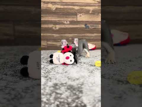 Video 4