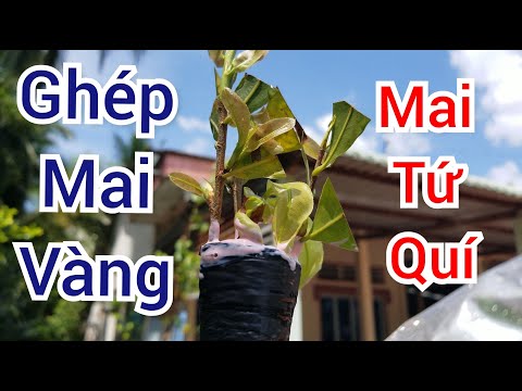 ghép mai vàng với mai tứ quí đã có kết quả #caycanhvinhlong