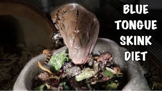 BLUE TONGUE SKINK DIET! | What I Feed My Skink by Emma Lynne Sampson