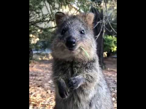 Western Australia Rottnest Island