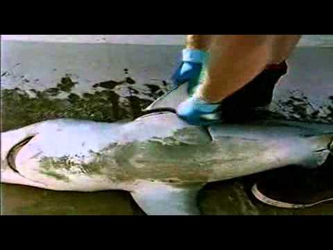 Sharkwater (2007) Trailer