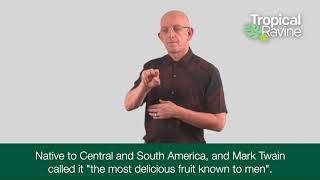 Custard Apple International Sign