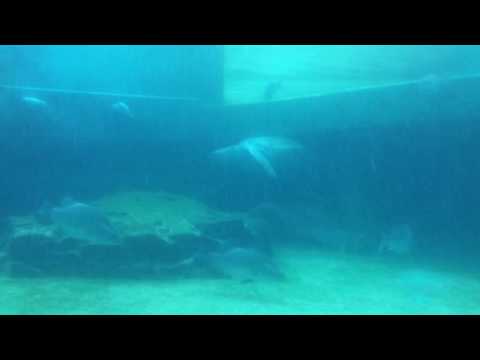 会計学科 ウミガメ