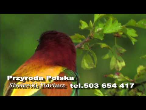 żołna - Merops apiaster