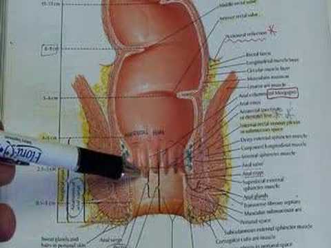 Anal Canal vs. Anal Margin Cancer by Sam Atallah, MD