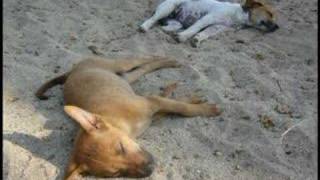 CELTAS CORTOS - EL VALS DE LA POLTRONA