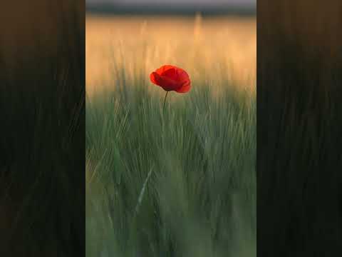 Everything is the One Infinite Wholeness | Sarvam Khalvidam Brahma