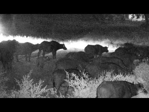 Djuma Private Game Reserve Live Stream: Breeding herd of buffalo - Part 1