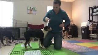 Surface Socialization for Puppies