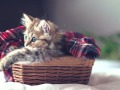 Котику сіренький (оновлена) колискова_Ольга Гура 