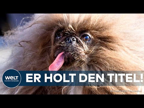 KALIFORNIEN 2024: Unglaublich hässlich! Dieser Hund holt den Titel | Die Bilder des Tages