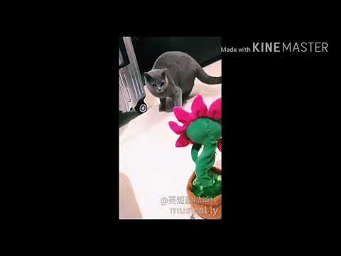 Cute is Not Enough   Funny Cats and Dogs Compilation #32