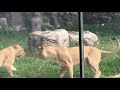 The Lion Sisters Playing At The Detroit Zoo
