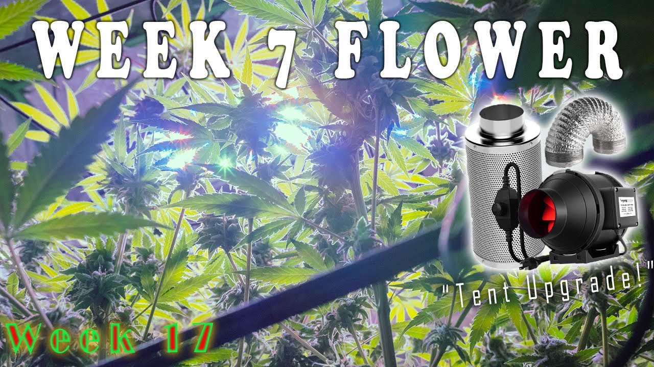 Week 7 Flower Update! (17 Weeks From Seed) + Tent Upgrades!