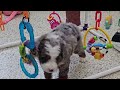 Mini Bernedoodle dogs for sale: Huxley - Video 1