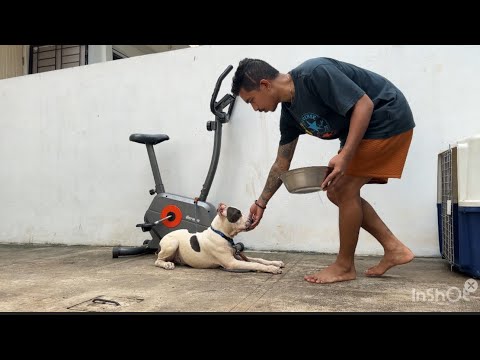 DOG OWNERS MUST WATCH THIS ‼️ TIPS FOR TRAINING YOUR DOG TO BE SMART