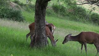 Les cerfs, après la pluie