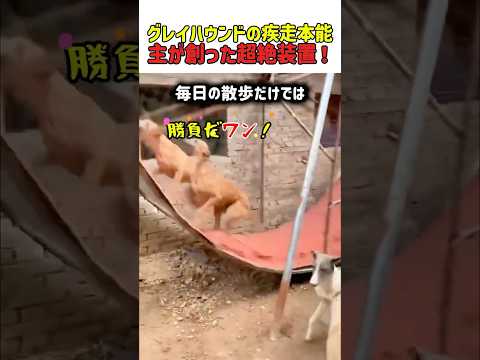 【爆走】時速70kmの衝撃！散歩じゃ足りないグレイハウンドのために「無限トラック」を作った結果ｗ　#いぬ #犬 #犬動画 #グレイハウンド #面白い #爆走 #散歩 #知恵 #面白動画 #shorts