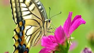 Eres Rey de los cielos. Marco Barrientos