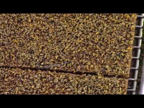 download lagu mp3 mp4 Parsley Soil Ph, download lagu Parsley Soil Ph gratis, unduh video klip Parsley Soil Ph