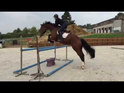 Gold ( casall / numéro uno )