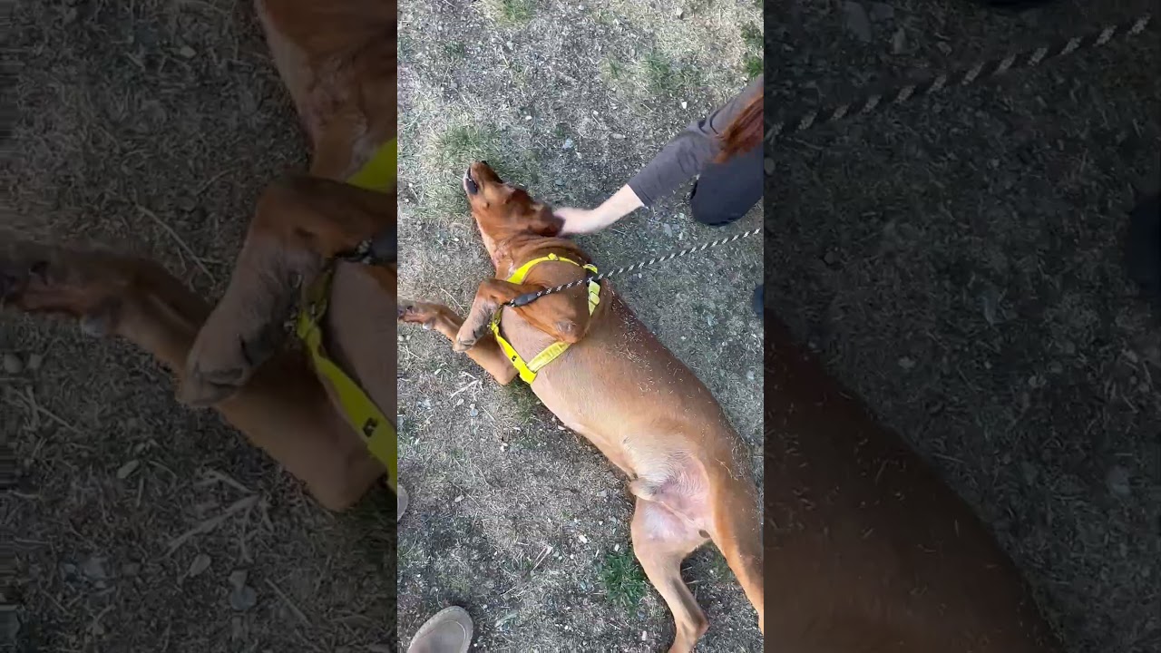 Enlarge Fred, a Adoptable Redbone Coonhound in Hailey, ID video 6/6
