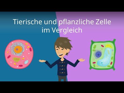 Tierzelle vs. Pflanzenzelle - Vergleich | Studyflix