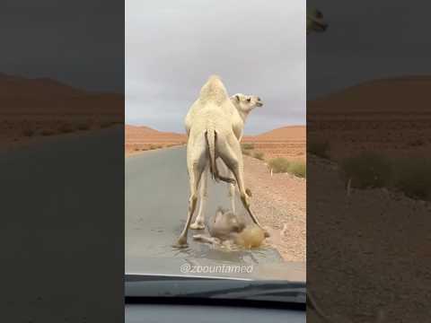Unbelievable Camel Birth in Morocco Desert 😱#camel #morocco #viral #shorts