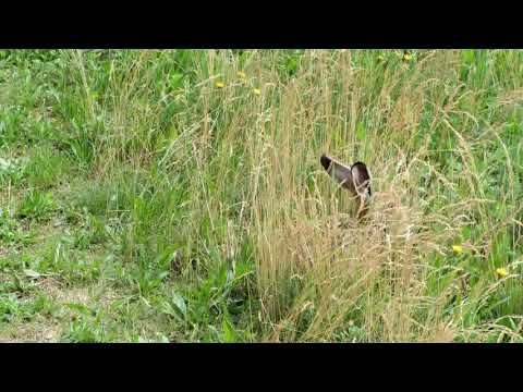 Instrumental background piano for "Jesus Loves Me This I Know/Jesus Liebt Mich ganz gewiss" in C