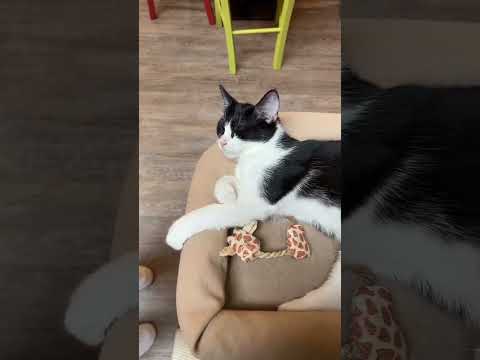 Have you ever been to a cat cafe? 😋🐈 #catcafe #cat #cats #catsoftiktok #shorts