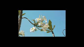 Be Amby - The Night Before Christmas