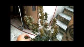 jay the grow pro auto shout out