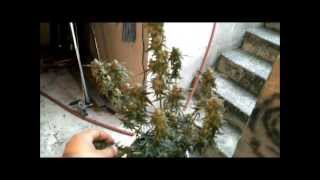 jay the grow pro auto shout out