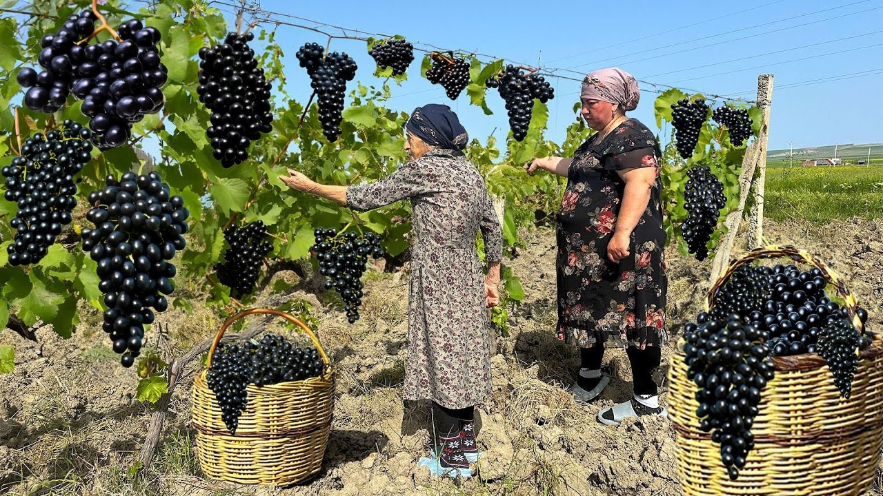Harvesting Lots of Fresh Black Grapes | Making Juice and Surprise DOLMA!!
