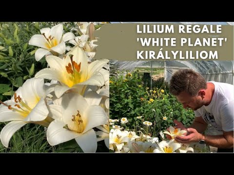 , title : 'Az egyik LEGNAGYOBB liliomfajta | Lilium regale 'White Planet' - Királyliliom'