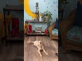 Video thumbnail 10 — Dewey Oct 25
