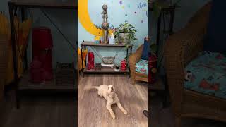 Video preview image #1 Poodle (Miniature)-Unknown Mix Puppy For Sale in Pacolet, SC, USA