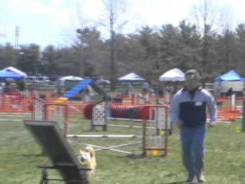 柴犬也是可以訓練成為敏捷狗(Agility)(原發表者:gowell)(影片)