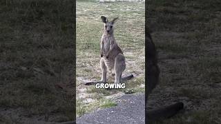 Unbelievable Animal Facts You Won&#39;t Believe!#animalfacts#wildlife#facts